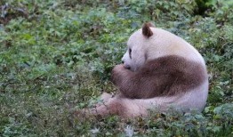 七仔前夫爆料视频,惊人内幕曝光